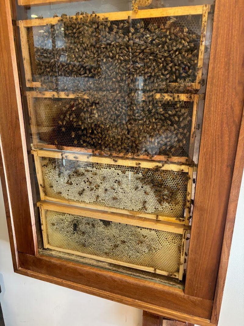 The Live Beehive That Stops Every First-Timer Cold The Live Beehive That Stops Every First-Timer Cold