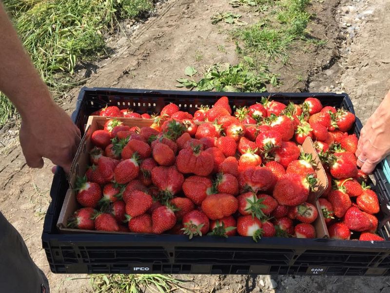 The Local Farms Part You Can Taste