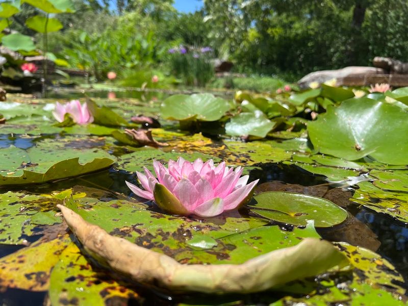 The Lotus Pool Is Pure Serenity