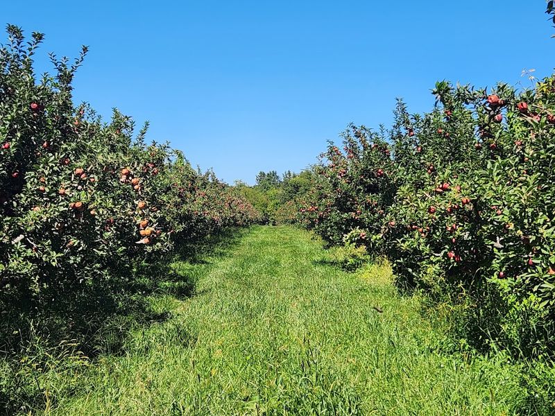 The Magic of U-Pick Strawberry Season