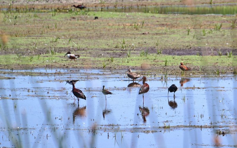 The Marsh Birds You Came Here to Find