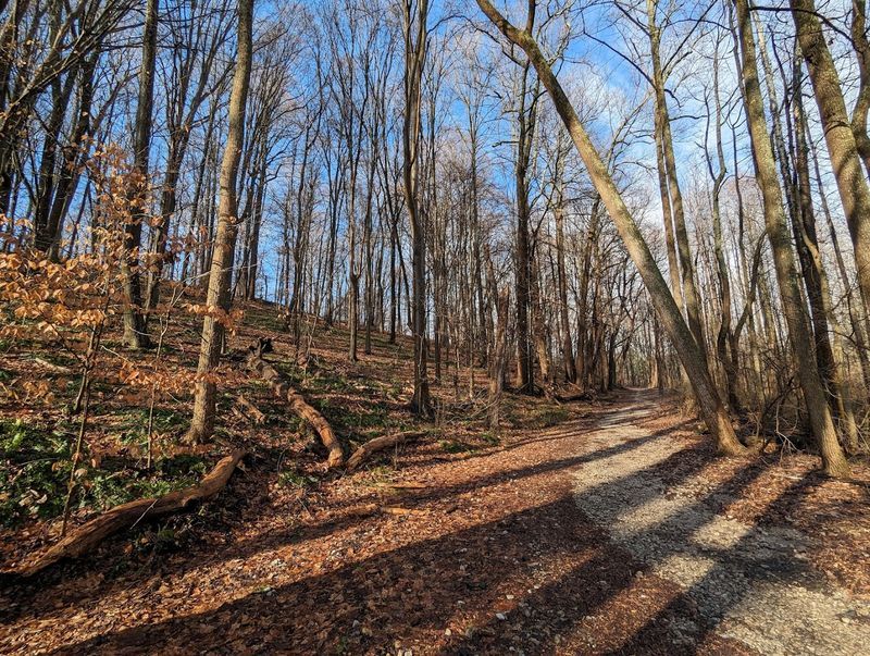 The Merryman Family Legacy, History Hidden In The Forest The Merryman Family Legacy, History Hidden In The Forest