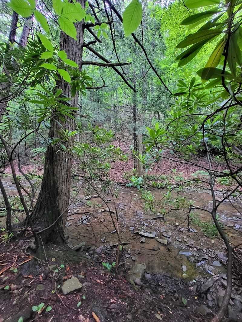 The Monroe Run Trail and the Hike That Actually Feels Like Adventure
