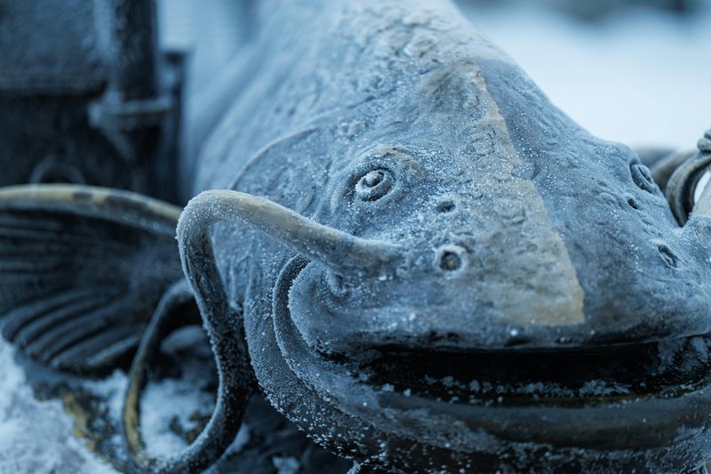 The Monster Catfish That Lives Below