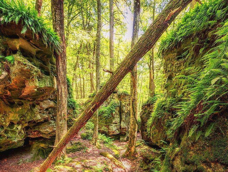 The Moss, the Ferns, and the Green That Feels Almost Unreal