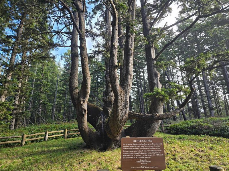 The Mysterious Octopus Tree Nearby