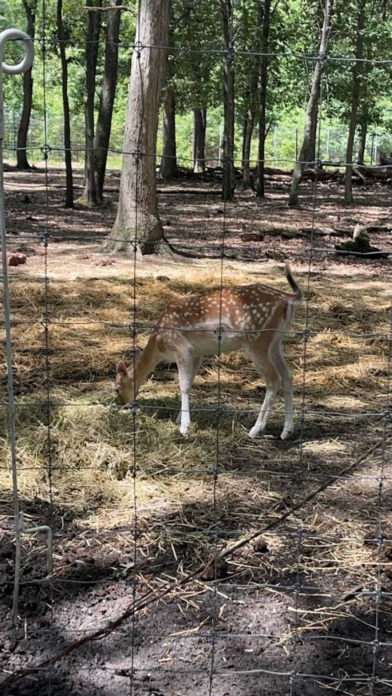 The Natural Setting Across 100 Acres Makes It Feel Like a Real Wildlife Escape
