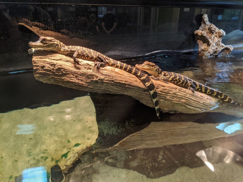 The Nature Center Itself and Its Live Animal Ambassadors