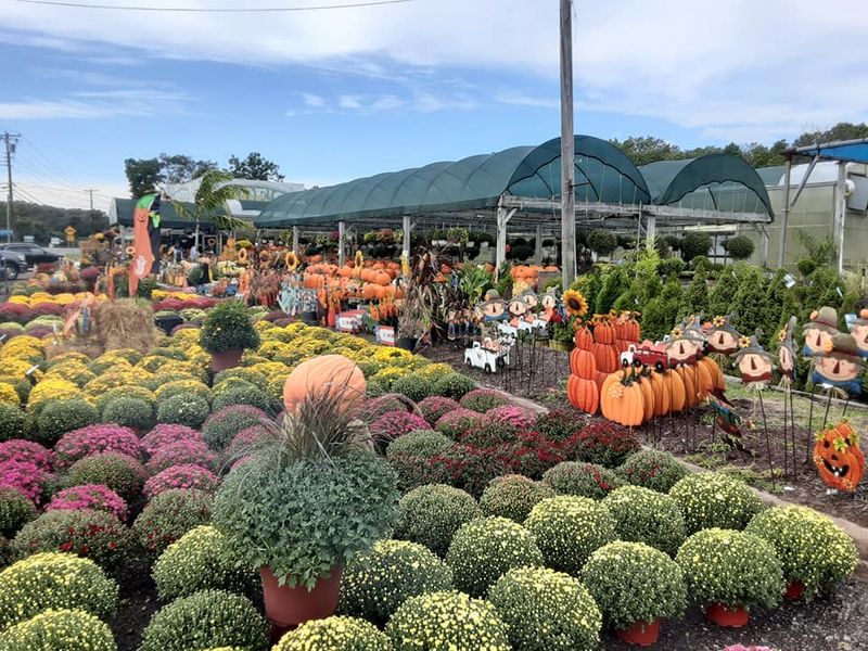 The Outdoor Garden and Plant Selection