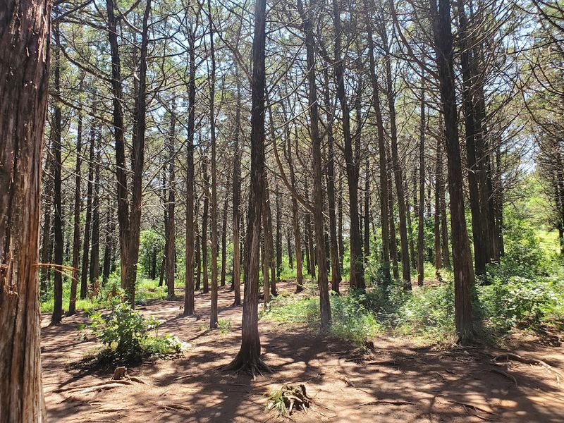 The Parallel Forest, Lawton