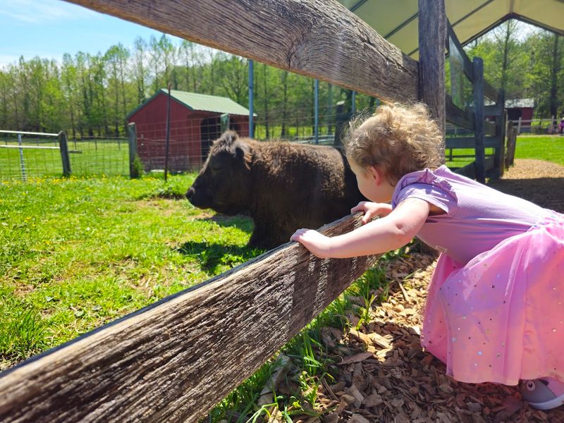 The Petting Farm, Where Animals Rule the Day The Petting Farm, Where Animals Rule the Day