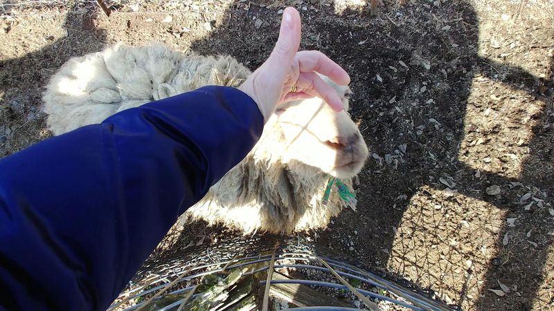 The Petting Zoo That Wins Every Time