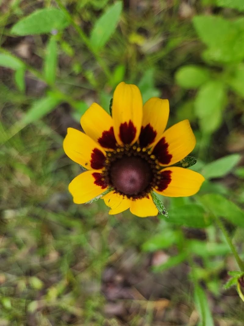 The Plant Life That Makes This Preserve So Distinct The Plant Life That Makes This Preserve So Distinct