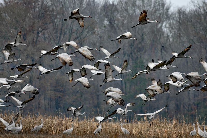 The Platte River Crane Migration Is World Class