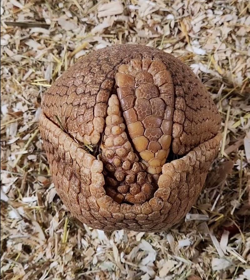 A Zoo That Grew Animal by Animal