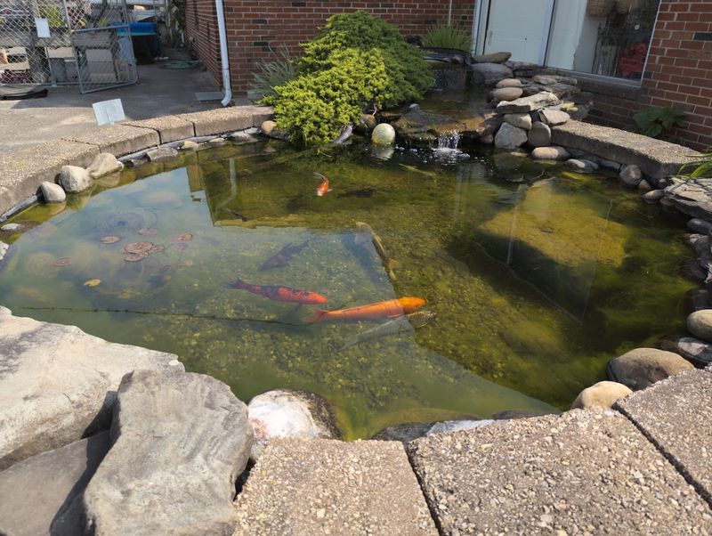 The Pond Department