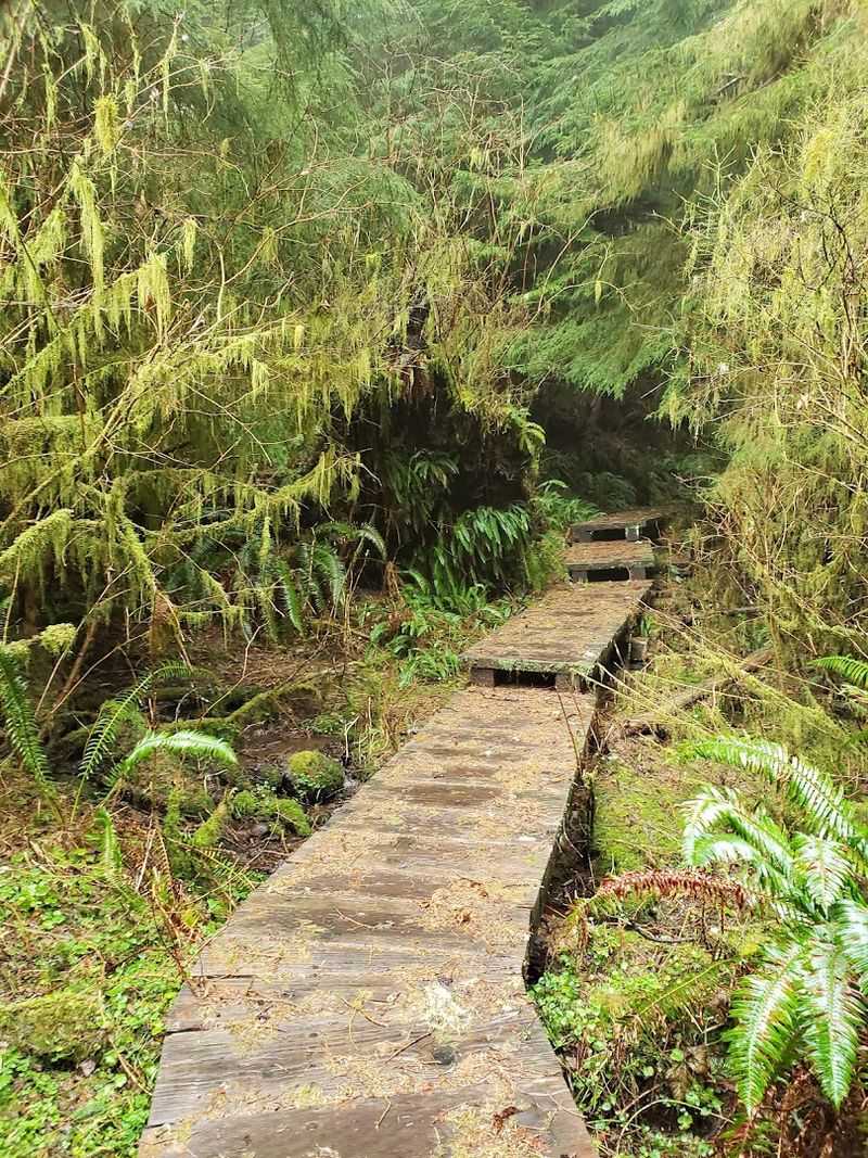 The Quaking Bog Boardwalk: Where the Ground Moves Under You