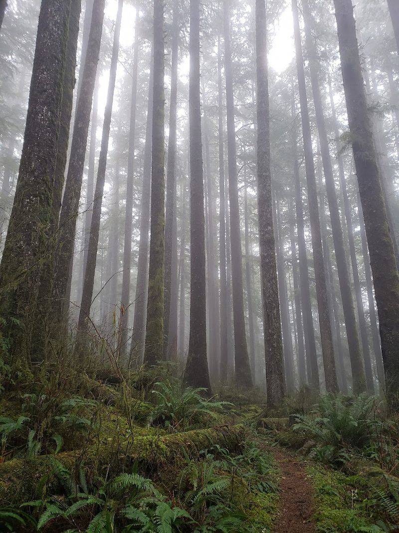 The Rainforest Canopy: A World Draped in Green