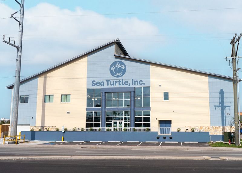 The Remarkable Story Behind Sea Turtle, Inc.