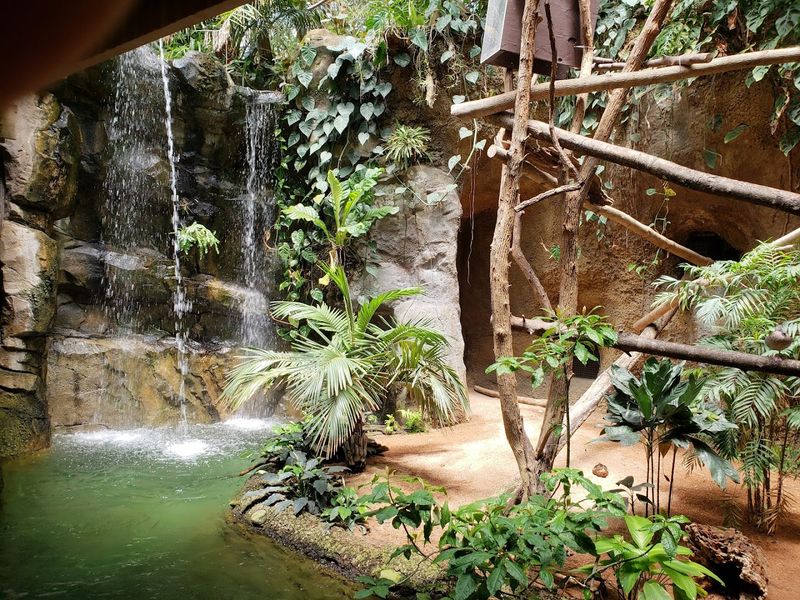 The River Otter Exhibit Lets You Watch Them Swim Right Up To The Glass