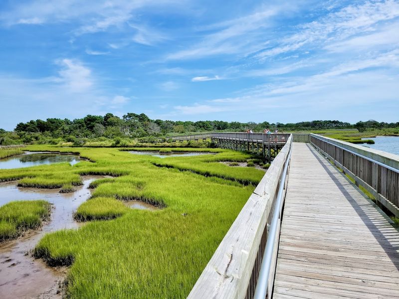The Salt Marsh Ecosystem and Why It Matters