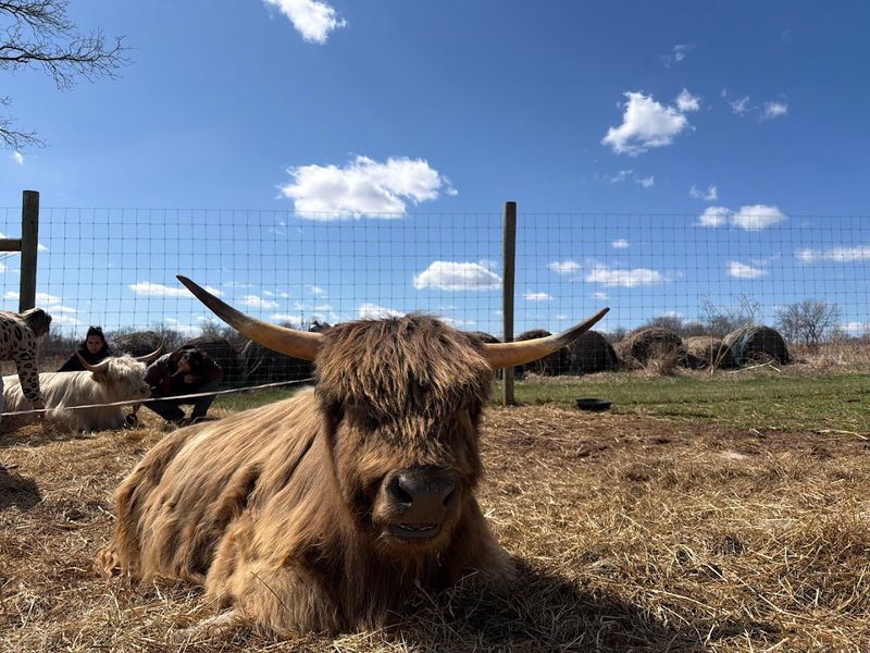 The Scottish Highland Breed and Its Fascinating History The Scottish Highland Breed and Its Fascinating History