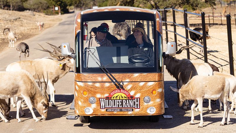 The Self-Guided Drive-Through Safari Experience