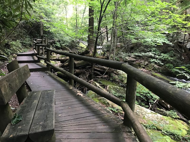 The Shaded Forest Canopy: Nature's Own Air Conditioning System