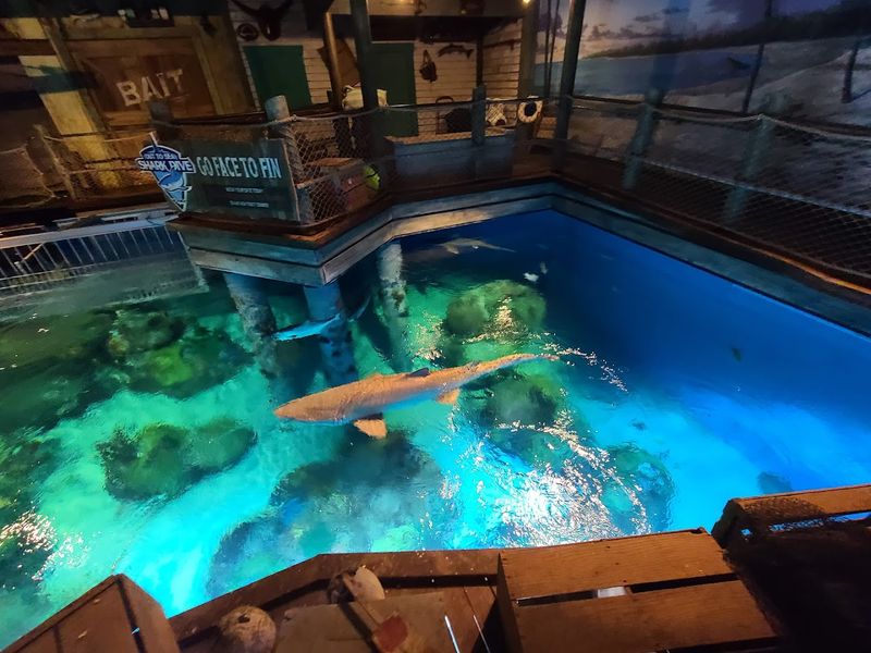 The Shark Diving Experience