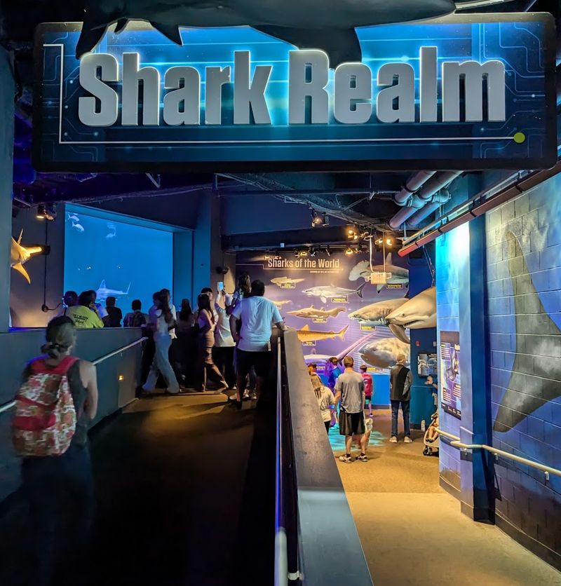 The Sharks Swimming Right Below You