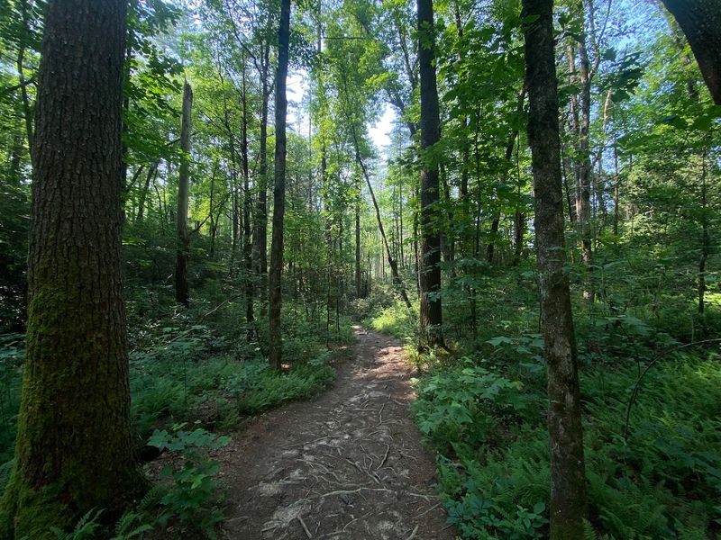 The Short Hike That Still Feels Like An Adventure
