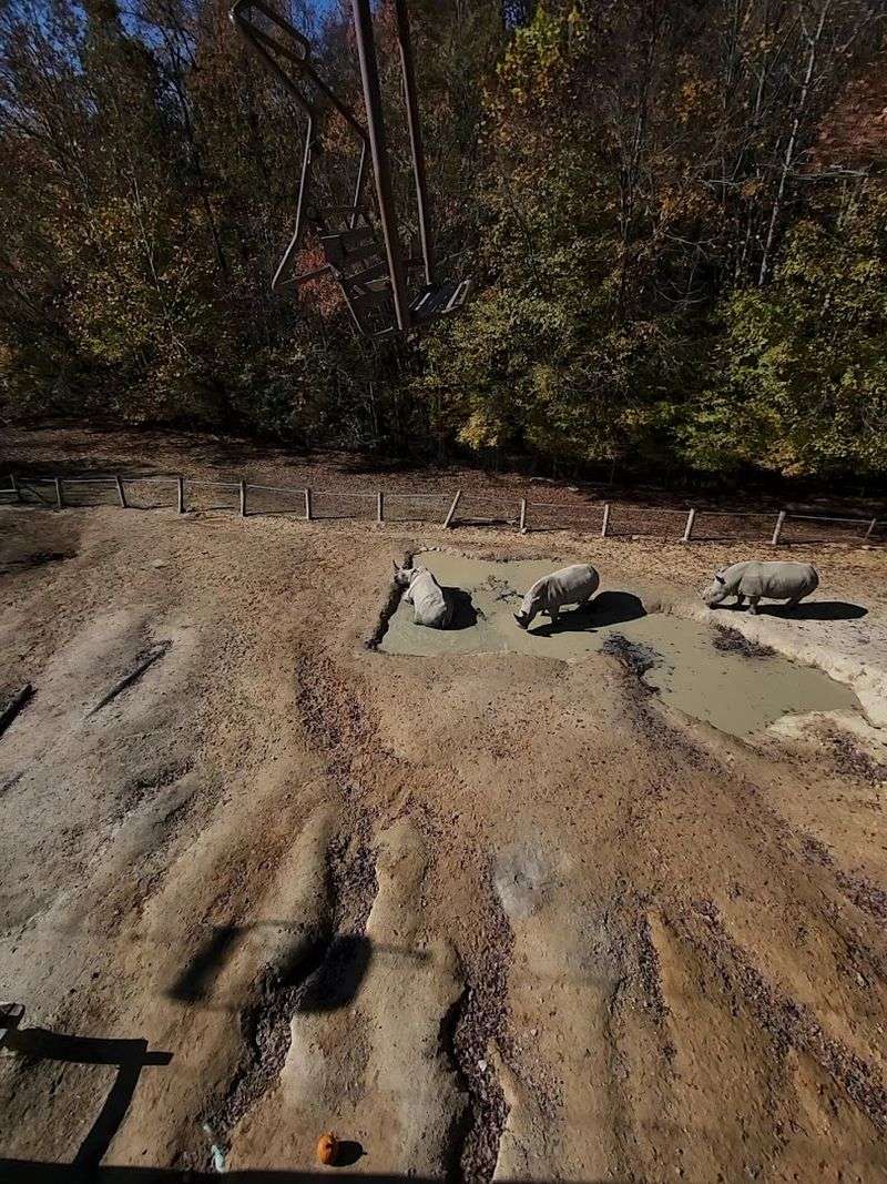 The Sky Ride That Floats You Over Zebras and Rhinos