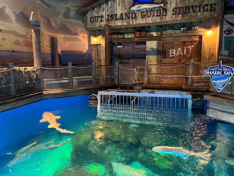 The Stingray Petting Pool