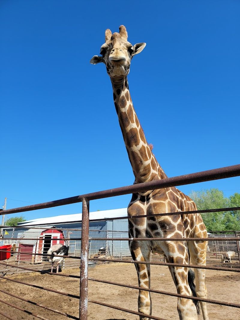 The Story Behind Hedrick's Exotic Animal Farm