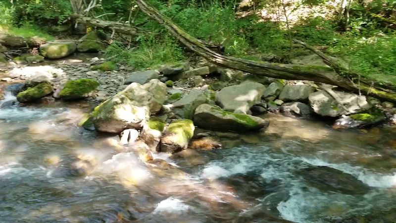 The Streamside Trail: Walking Alongside a Living, Breathing Creek
