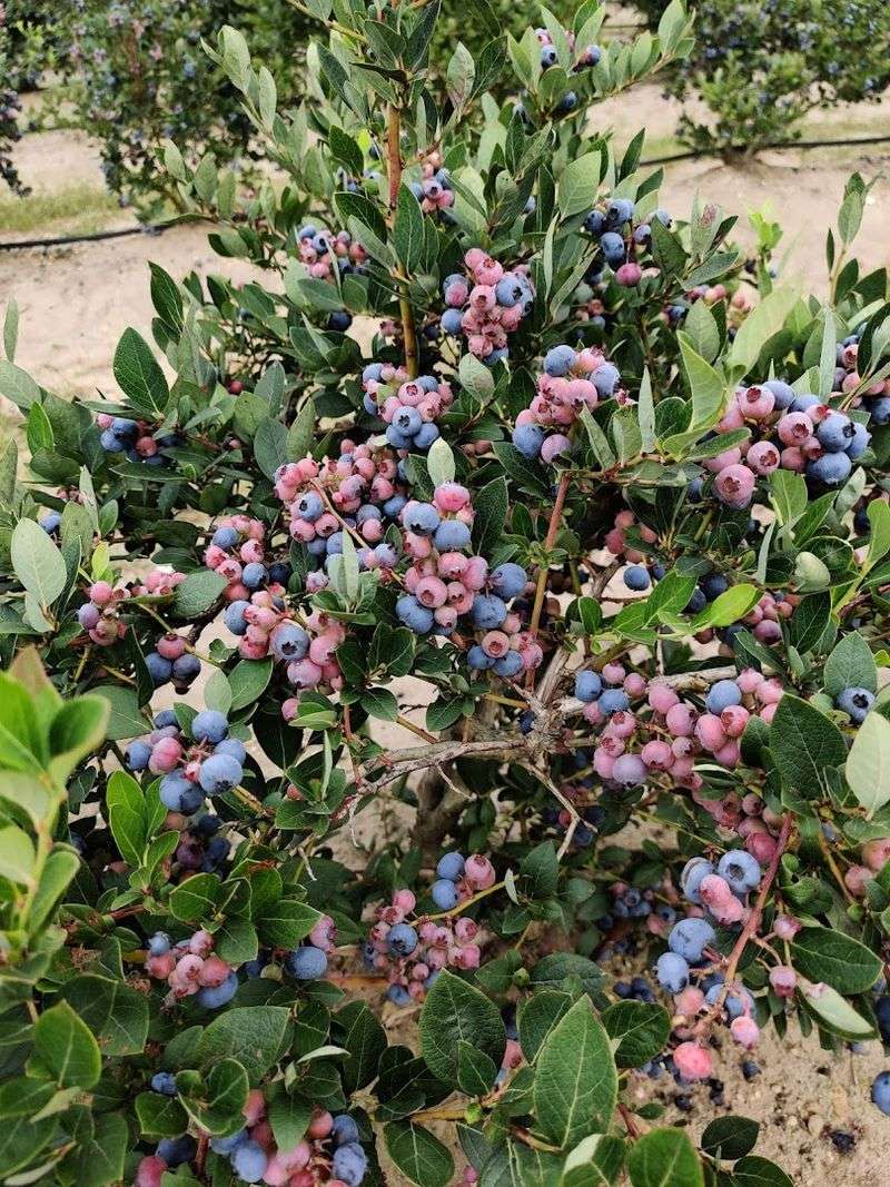 The Summer U-Pick Season