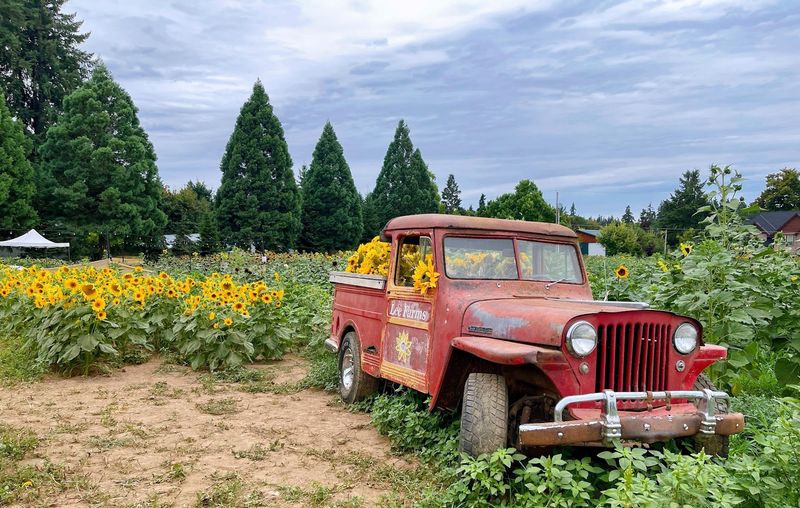 The Sunflower Festival That Draws Crowds All Summer