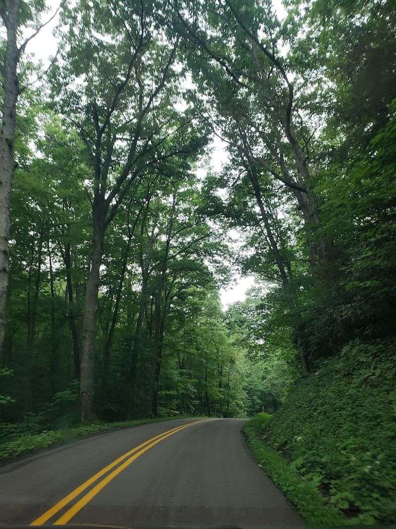 The Surrounding Savage River State Forest and All the Ways to Explore It