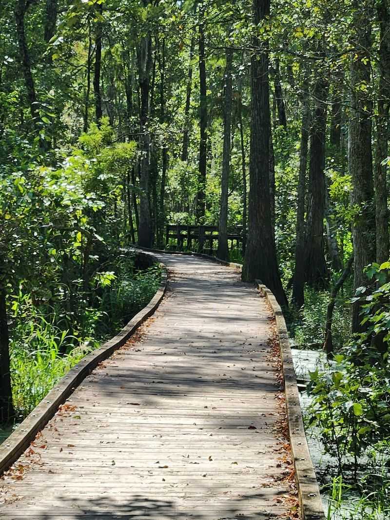 The Swamp Walk Boardwalk: Your Elevated Path Into the Wild The Swamp Walk Boardwalk: Your Elevated Path Into the Wild