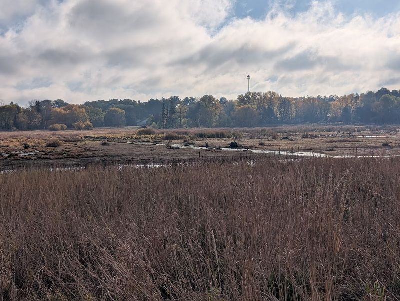 The Tamarack Swamp: What You're Actually Sitting Above