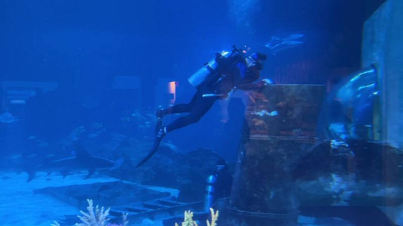 The Tank Beneath the Bridge