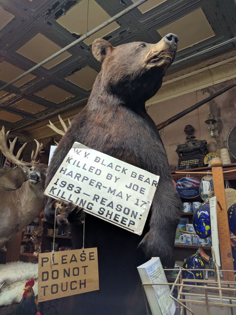 The Taxidermied Bear and Vintage Memorabilia The Taxidermied Bear and Vintage Memorabilia