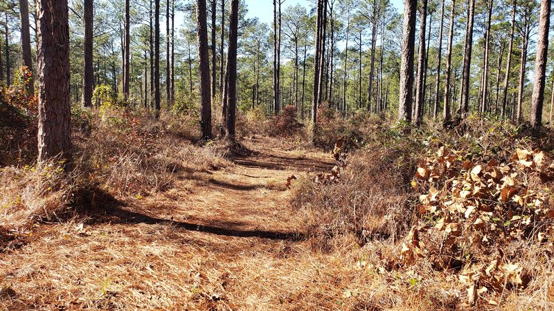 The Terrain: From Pine Hills to Bogs and Beyond The Terrain: From Pine Hills to Bogs and Beyond