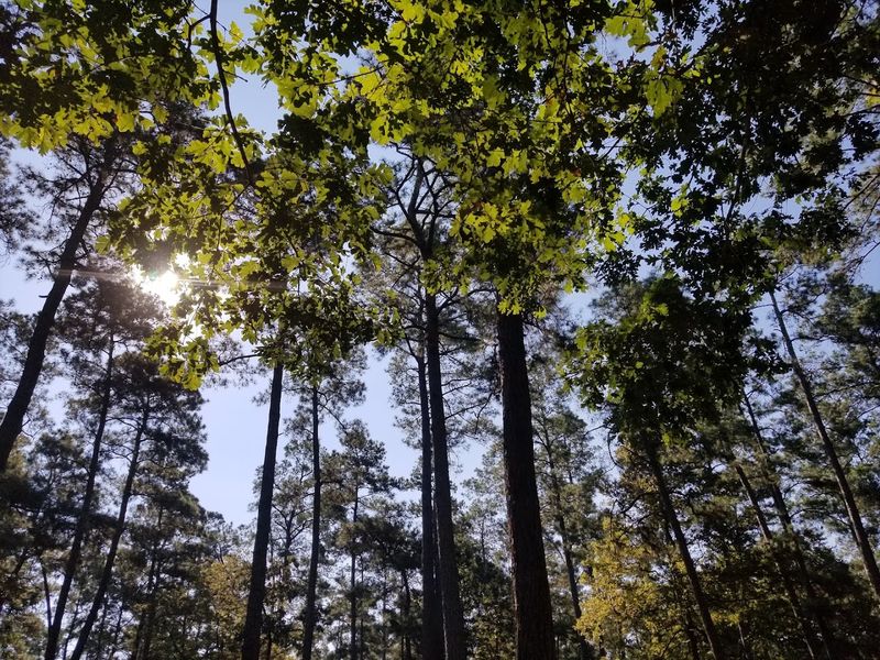 The Towering Pine Trees and Forest Atmosphere The Towering Pine Trees and Forest Atmosphere