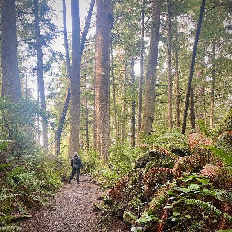 The Trailhead and First Steps Into the Forest