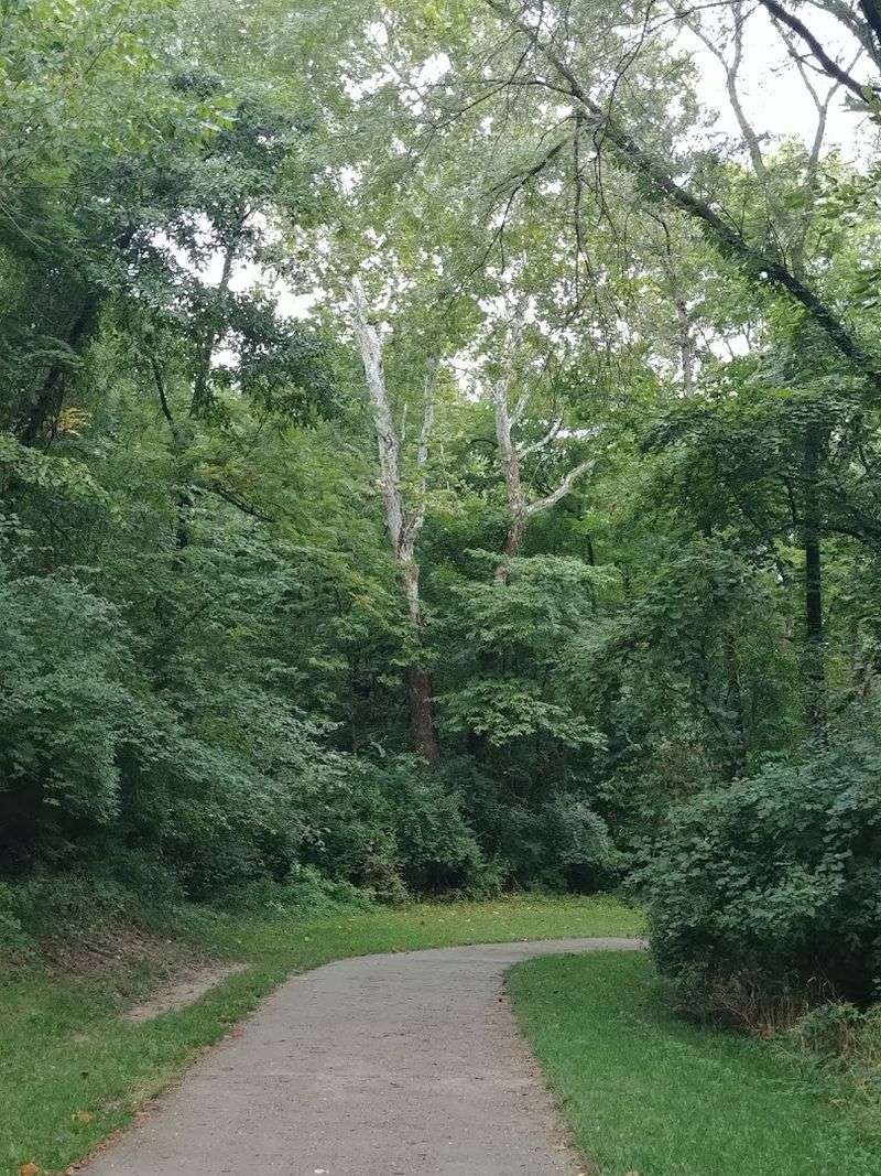 The Tree Canopy Is the Star of the Show