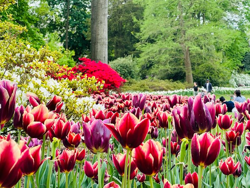 The Tulip Spectacle That Starts It All