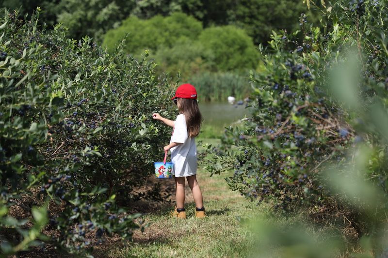 The U-Pick Blueberry Experience