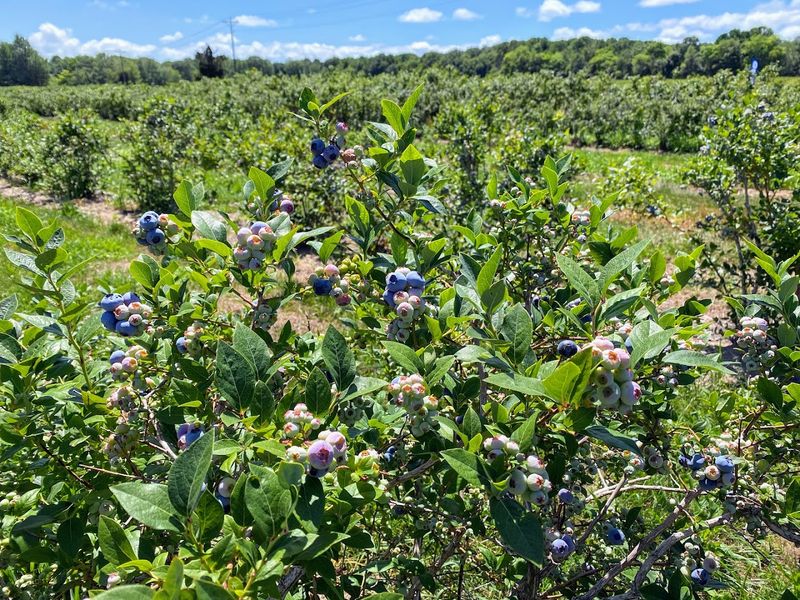 The U-Pick Blueberry Rhythm