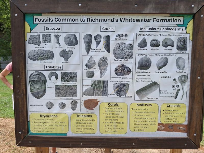 The Variety of Fossils You Can Find Is Surprisingly Impressive The Variety of Fossils You Can Find Is Surprisingly Impressive
